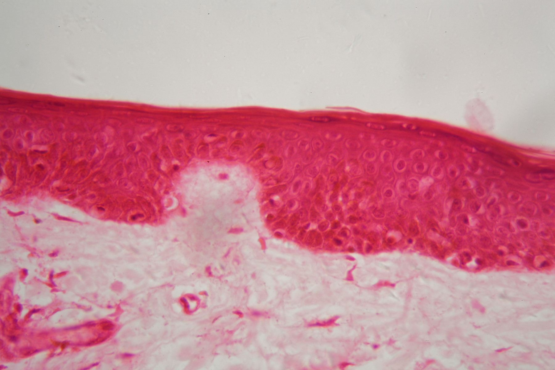 British Dermatology Education Group Skin under a microscope
